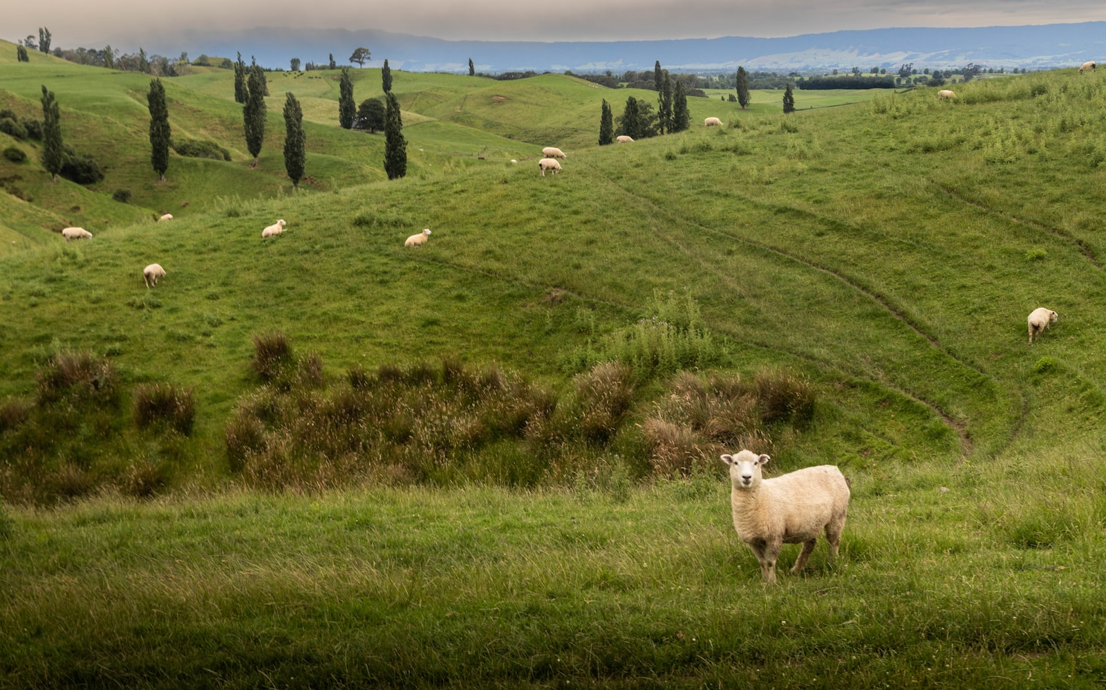 Sheep grazing on a green New Zealand hill-country farm — the pastures where Fieldmark wool is grown