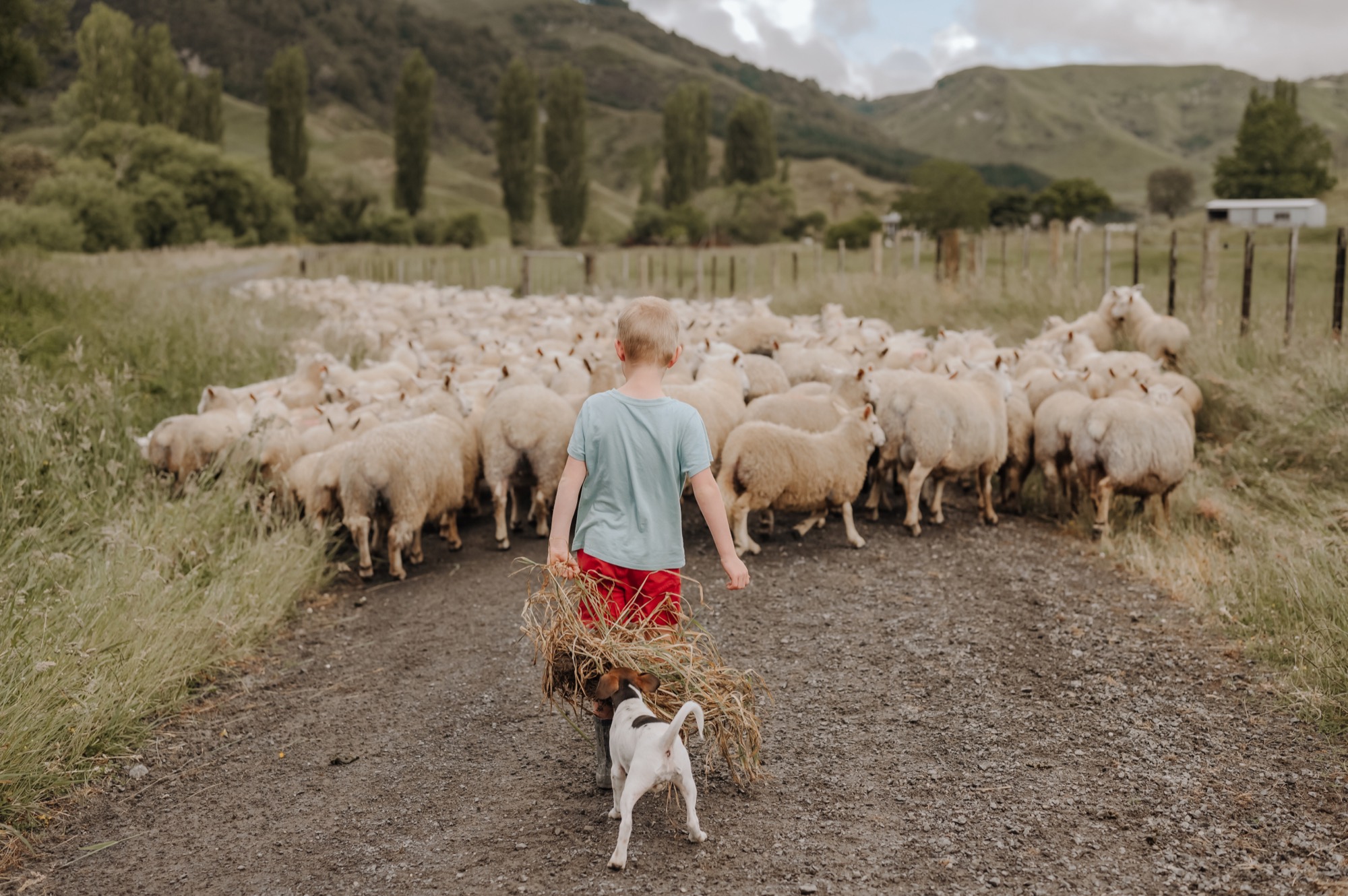 A young boy and a farm dog walking a flock of New Zealand sheep along a gravel road between paddocks on a Fieldmark supply farm