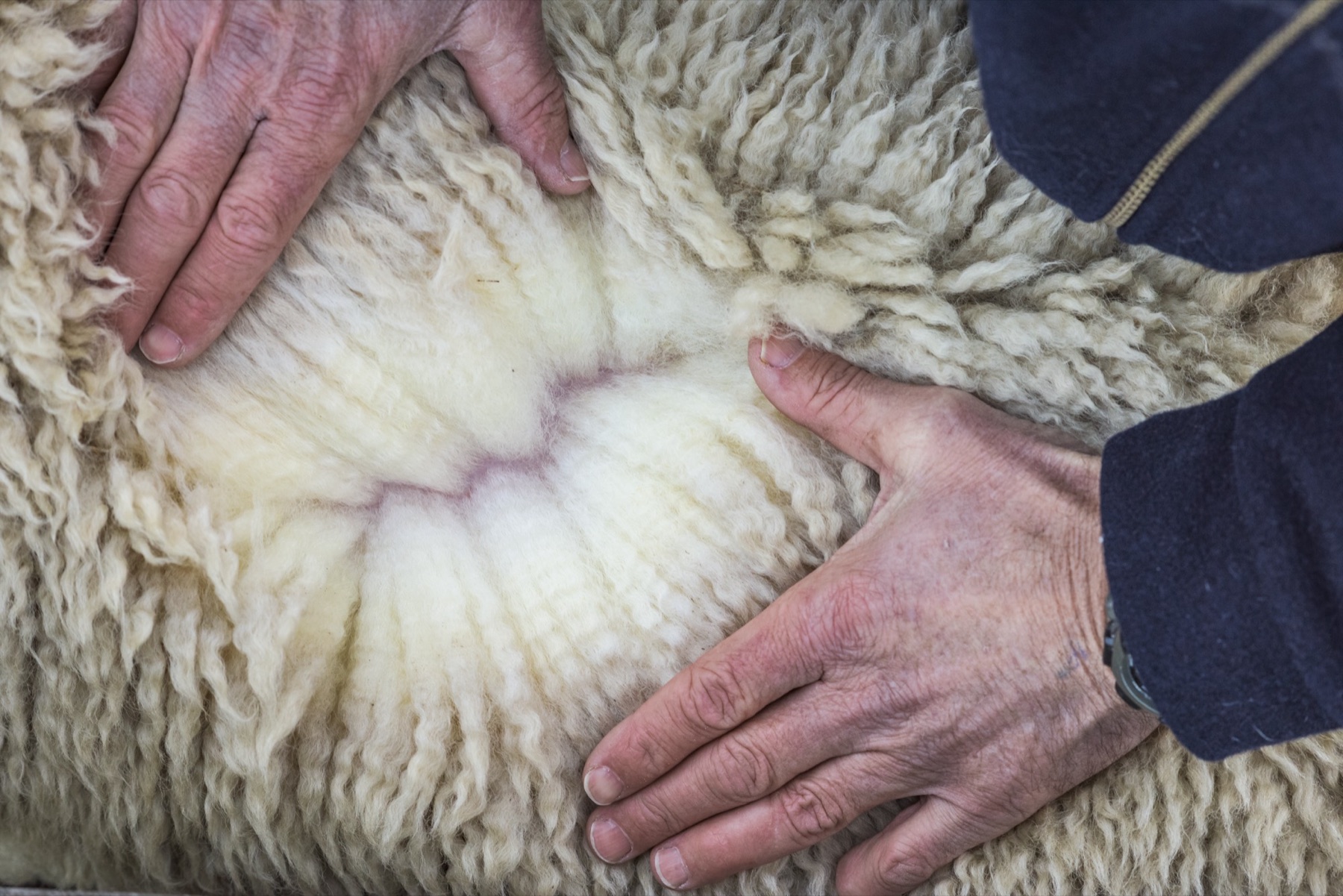 Hands parting a New Zealand strong wool fleece to show the clean, crimped fibre beneath, the raw material of Fieldmark carpet