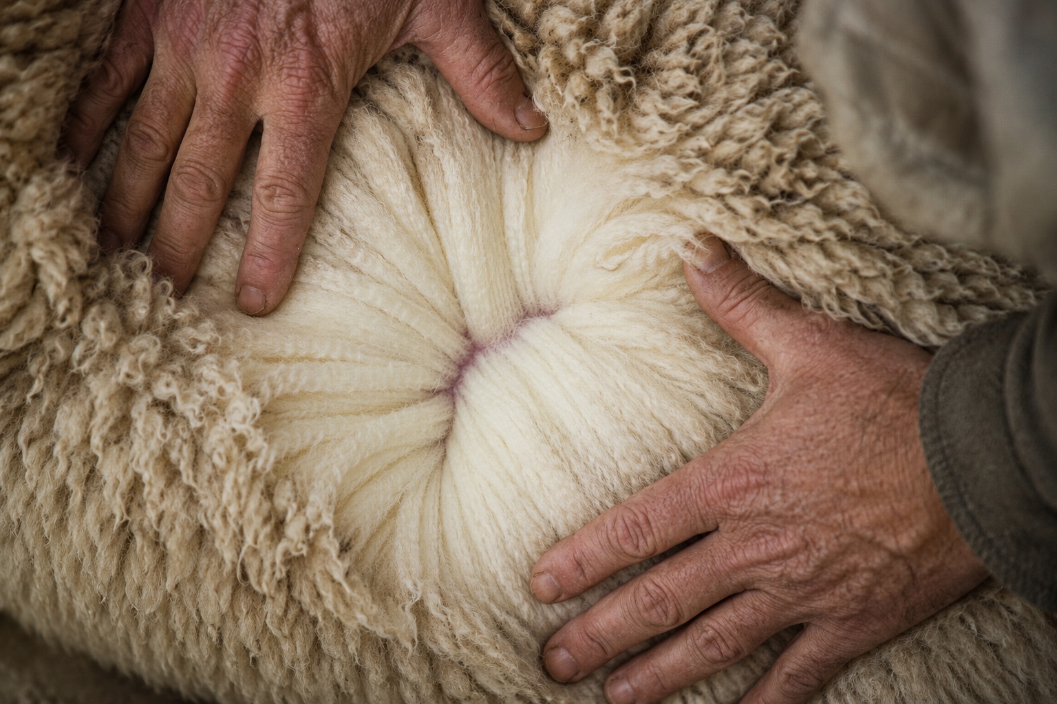 Hands parting a dense New Zealand crossbred wool fleece to show the bright white crimped fibre used in Fieldmark carpet